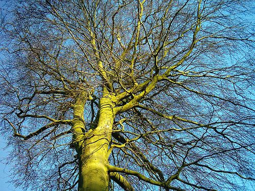 winter tree