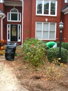 GS_Prunning Roses