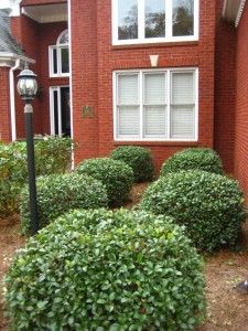 GS_Trimming Shrubs