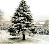 Christmas Tree Farms in Forsyth County