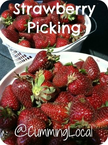 Strawberry Picking in Forsyth County at Warbington Farms 2013