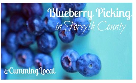 Blueberry Picking in Forsyth County 2014