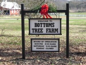 Bottoms Christmas Tree Farm | Christmas Tree Farms in Forsyth County