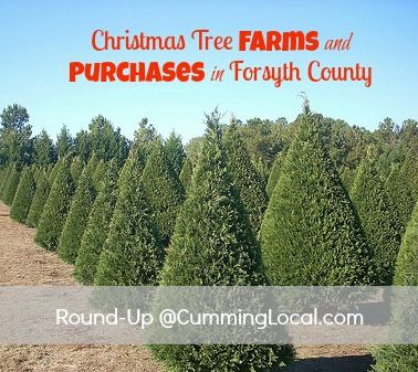 Christmas Tree Farms & Purchases in Forsyth County
