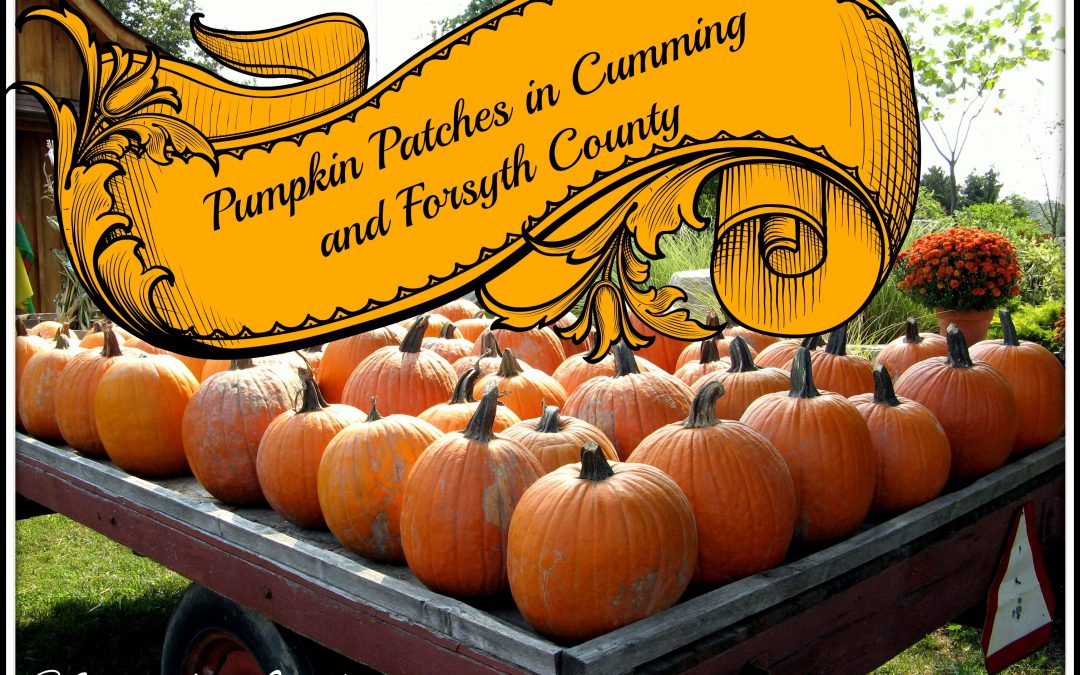 Pumpkin Patches in Cumming GA & Forsyth County 2013