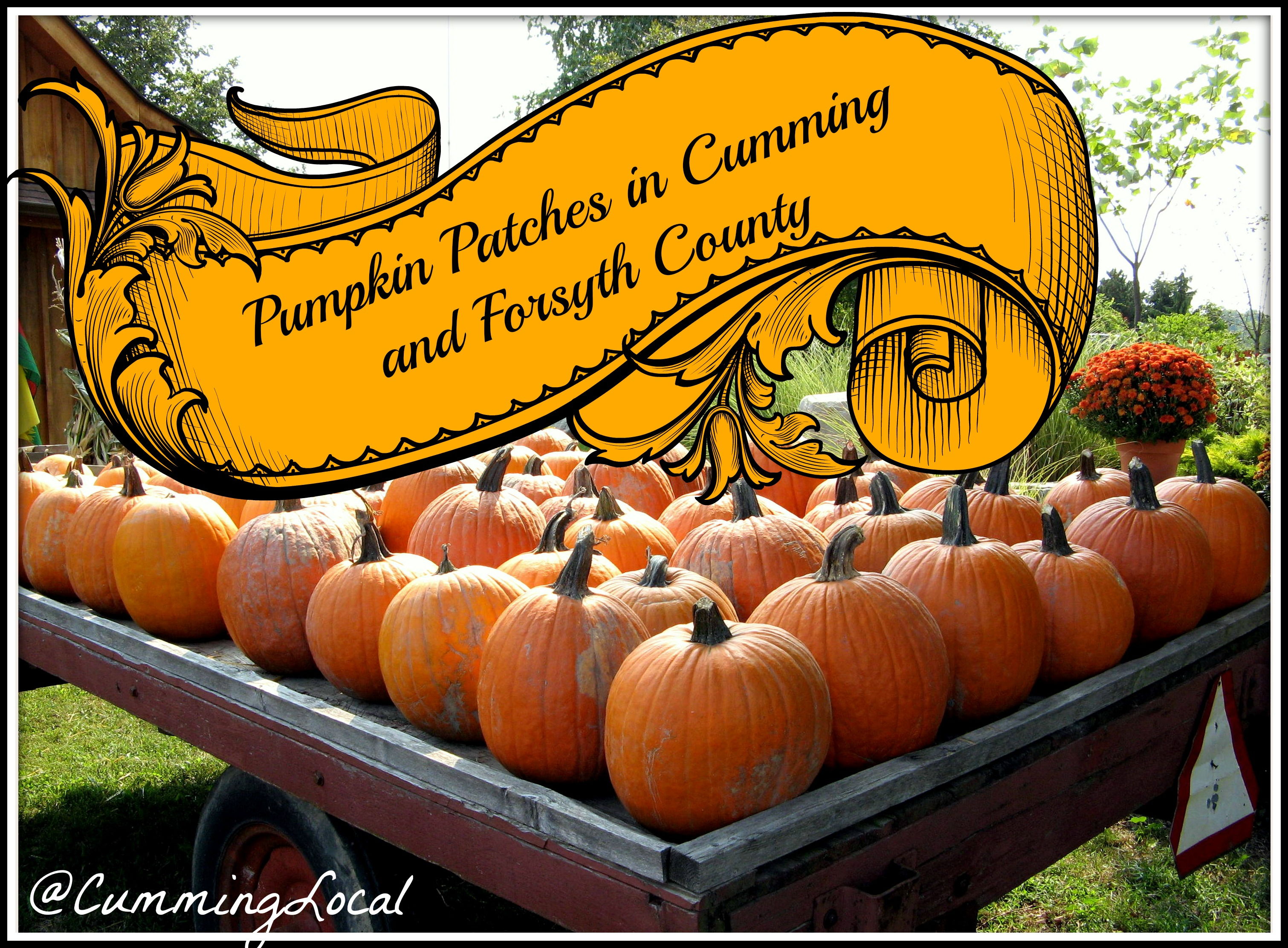 Pumpkin Patches in Cumming GA & Places to buy Pumpkins this season ...
