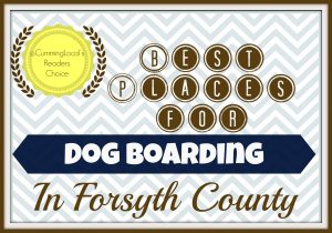 BestPlacesforDogBoarding