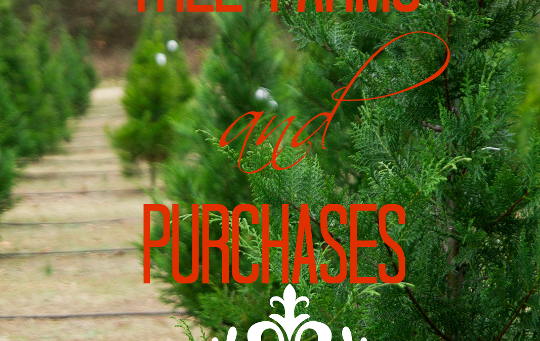 Christmas Tree Farms & Purchases in Forsyth County