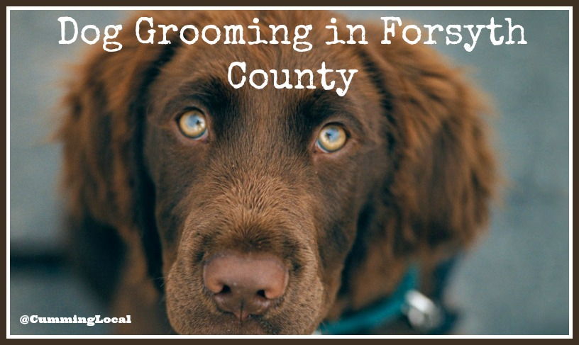 Dog Groomers in Forsyth County