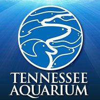 Summer Adventures: Tennessee Aquarium