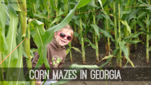 corn-mazes-in-georgia