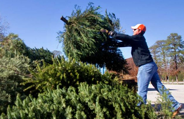 Christmas Tree Recycling in Forsyth County