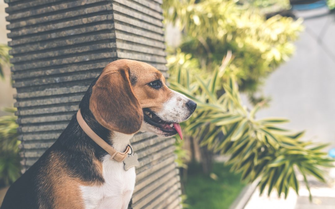 Dog Bite Prevention Workshop to Help Local Pet Owners