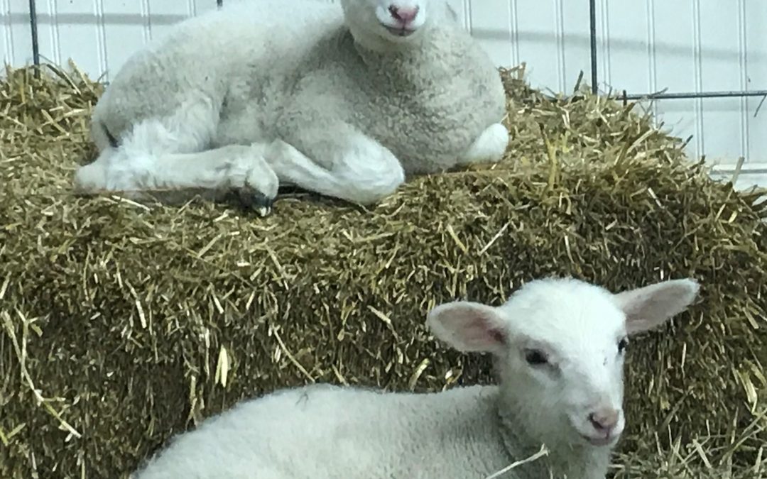 Come Snuggle Baby Lambs!