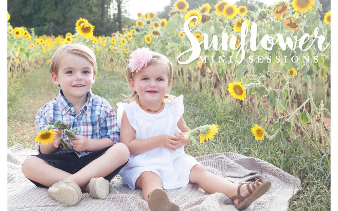 Sunflower mini sessions