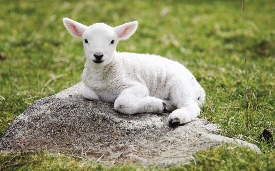 Baby lamb photography mini sessions March 29